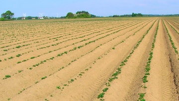 Stärkelsepotatis