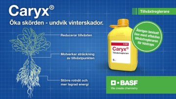 Caryx - Styrning av tillväxten i din höstraps