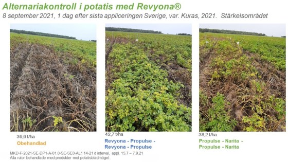 Alternariakontroll i potatis med Revyona® i sprutprogram